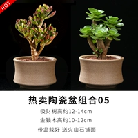 Money Mu -Fortune Tree Comming [фарфоровая посадка, бассейн керамики]