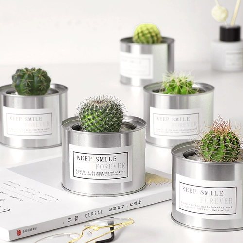 Цветочный сказочный шарик против оранжевого рабочего стола Успешные растения растения в горшках для ладонь