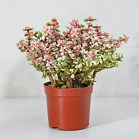 Простой, 12-14см