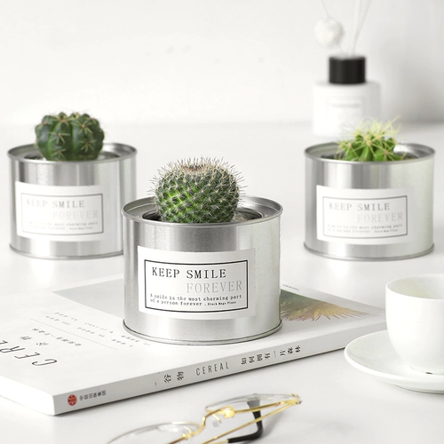 Цветочный сказочный шарик против оранжевого рабочего стола Успешные растения растения в горшках для ладонь