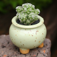 Белая птица сочная (диаметр растения составляет около 2 ~ 3 см)