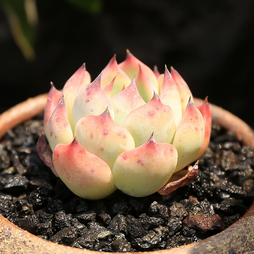 Персиковая персиковая одиночная голова 4 ~ 5 см милый милый мясной завод офис офис внутренний радиация