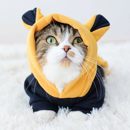 КОТЛИНАЯ ОБЕСПЕЧЕНИЯ ОСВЕНЬЯ АНТИ -МАО YINGMEI Короткий осень зимний зимний голубой кошачий кот кошачий кот плюшевый медвежь