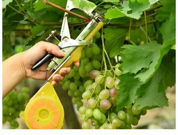 New banding machine Tomato banding machine Cucumber banding machine Grape banding machine Banding machine Banding machine Banding machine Banding machine Banding machine Banding machine Banding machine Banding machine Banding machine