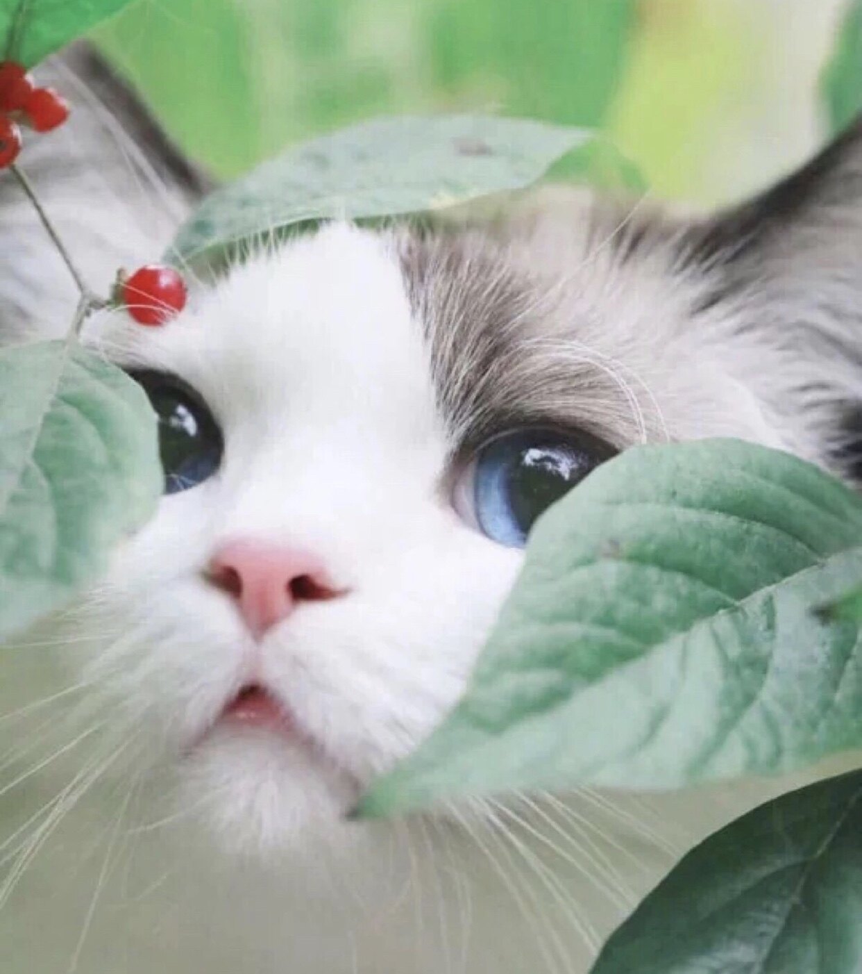 Japan improves metabolic rate back to old and also child supplement plum Q10 small purple box assisted thrower