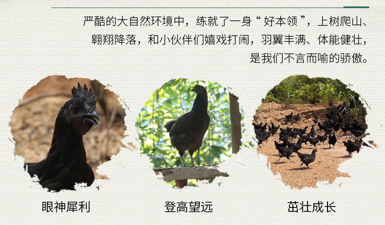 缘琳山 大别山散养 金蝉乌骨鸡 净重 2斤 图7