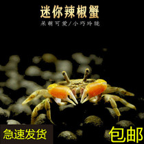 Mini crab chili crab can be mixed with tropical fish ornamental fish crab ornamental crab live to eat insects and algae