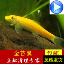 Golden Moss fish live fresh water tropical ornamental fish scavenger Green Moor fish tank cleaning tool fish algae bottom habitat