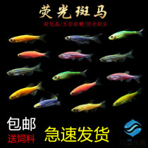 Zebrafish ecological bottle cold water fish zebrafish traffic light freshwater fish small tropical ornamental fish live