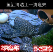 Ornamental live tropical fish cleaning tank tools fish garbage fish carp fish scavengers to remove algae and moss