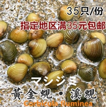 Tropical fish tank filter material golden clam ornamental snail small river mussel shell green water algae water purification quality