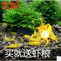Gold Rice Shrimp Except Algae Shrimp Yellow Rice Shrimp Ornamental Shrimp Living Pet Shrimp Golden Dorsal Gene Fish Tank Straw Cylinder Good Breeding