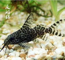 Anti-Cruise Cat Fish Laughs Catfish Tool Fish Can Eat Tank Bottom Residue Tropical Ornamental Fish Pet Living Fish