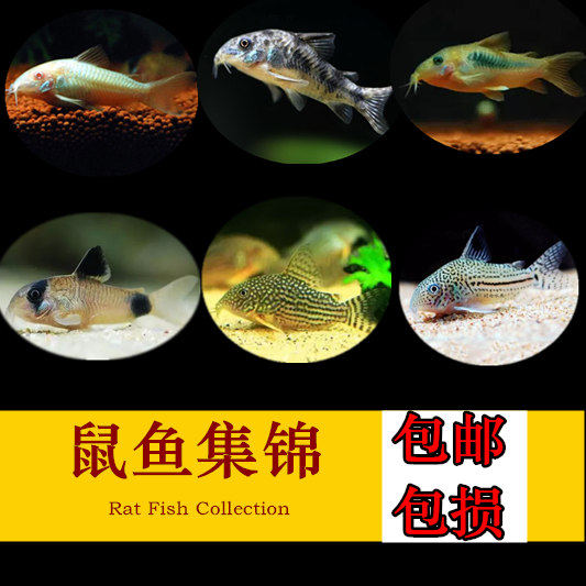 Benthic fish white rat fish gold tundra scavenger fish except algae fish ornamental fish tropical fish small fish living