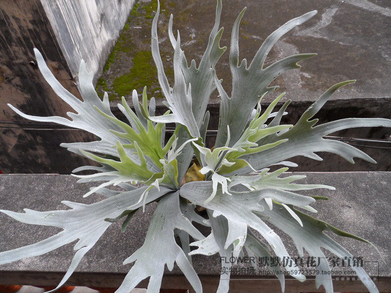 仿真植物特大鹿角草 蝙蝠蕨 热带雨林植物墙上装饰花草