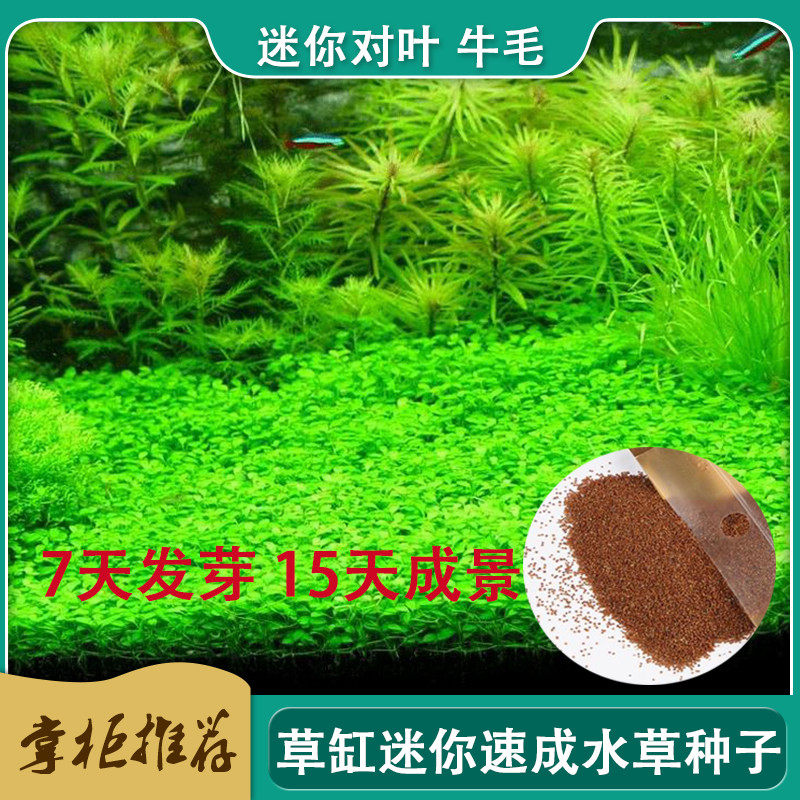 Fish tank water grass seed fish tank foreground grass mini pair of leaves dwarf pearl Moss plant aquarium lawn landscaping grass