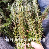 Fresh Horse Whip Ketones Rosemary Branches Shrink Pores Balance Grease Germicidal Anti-Itch Hair Care Full Three