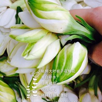 Fresh gardenia flowers with flowers retals Gardenia Flowers Flowers Every Year At The End Of 6 5 Flowers The Gardenia Flowers Pure Dew Exclusive