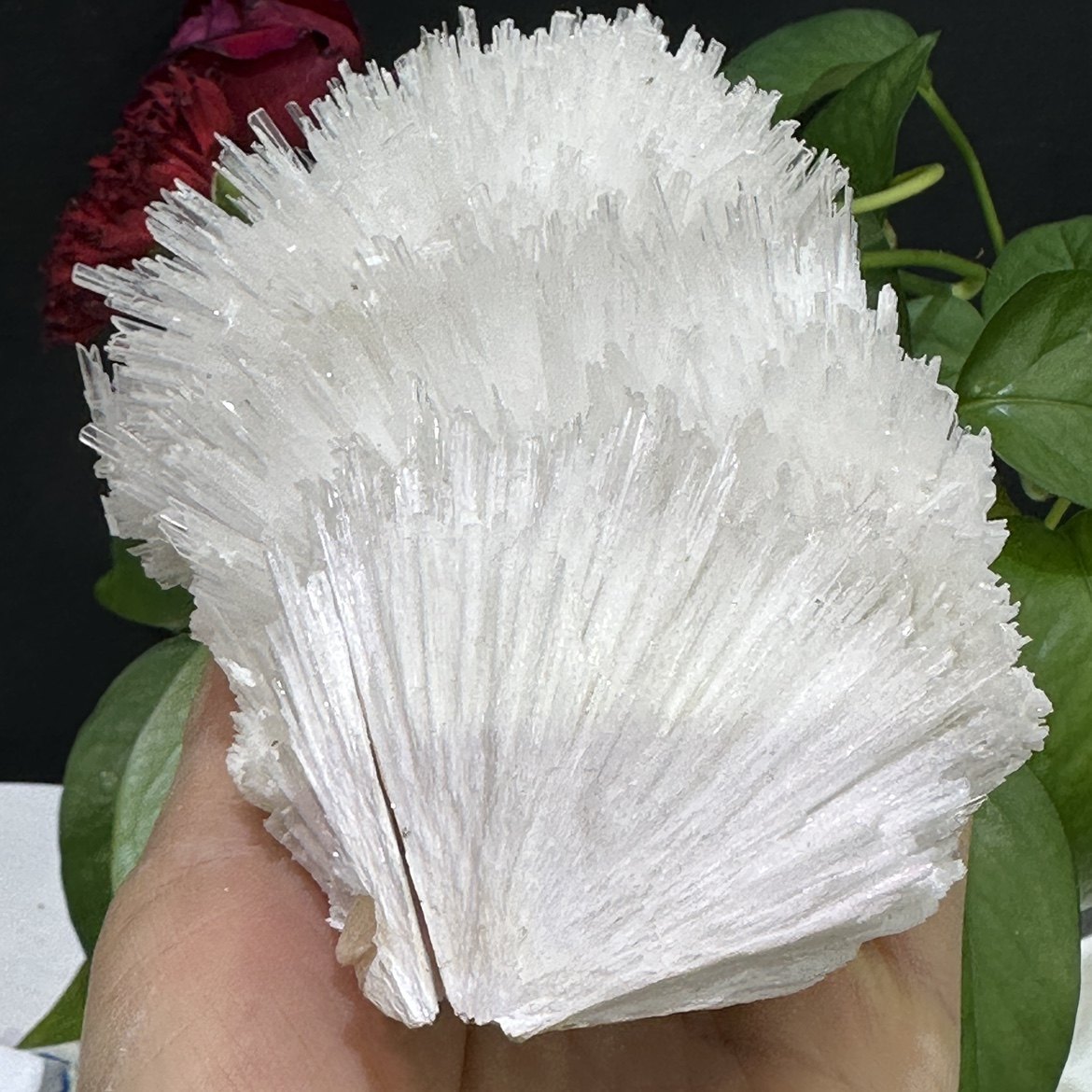 O1CN01u1x0tF1CSgUF5nF8B_!!