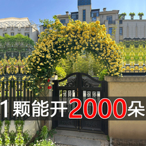 Huangmuxiang flower seedlings Qilixiang potted climbing plants strong fragrance four seasons sweet mahogany fragrant rose climbing flowers