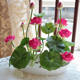 Four seasons flowering hydroponic plants water lily aquatic bowl lotus flower potted seeds indoor four seasons easy to live water lotus