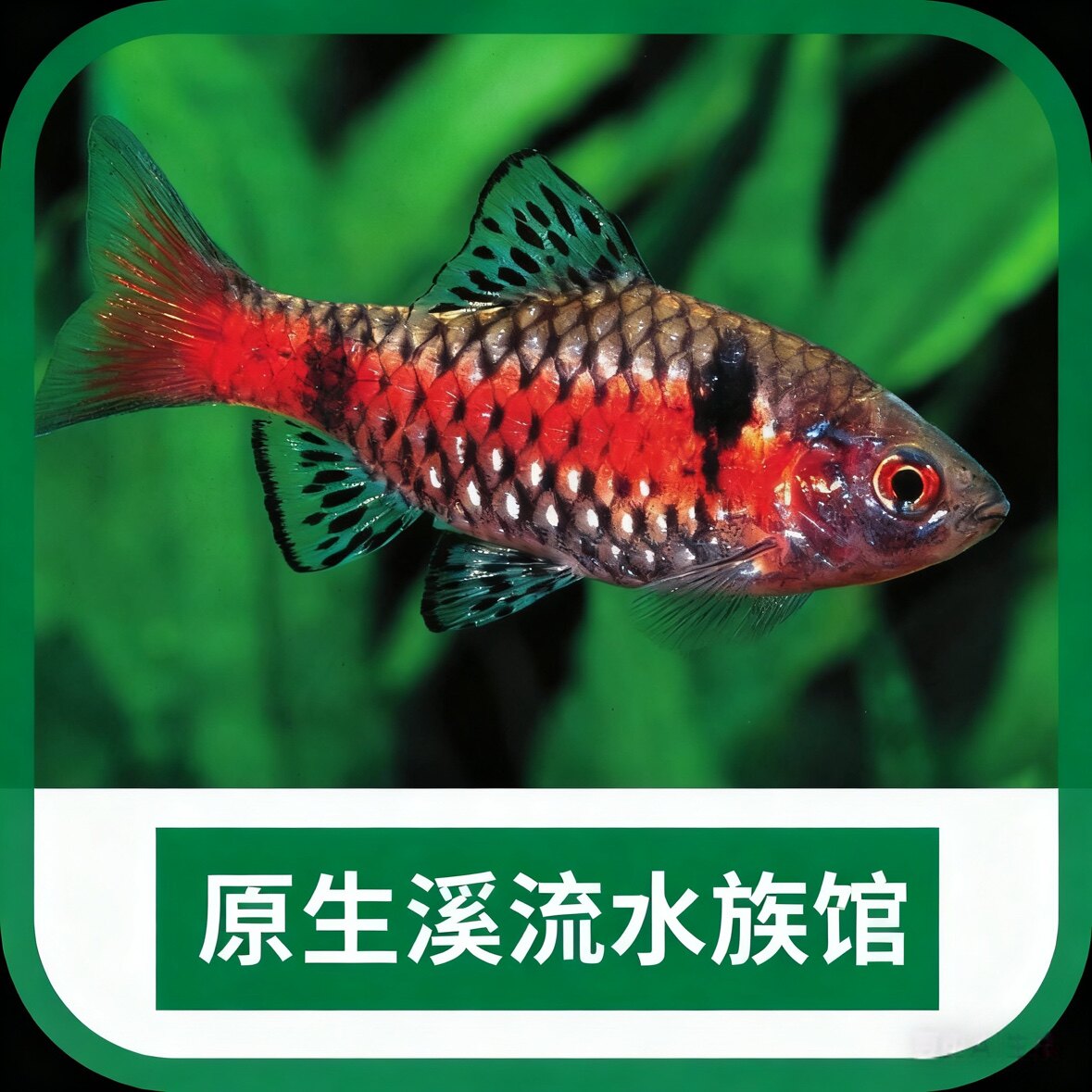 原生溪流水族馆
