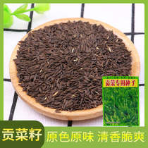 Vegetable Seeds Gongchai Seeds Seeds Seeds Sand Cai Cai Shan Ting Seed Planting