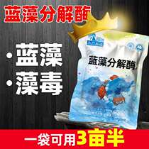 In addition to bathwater cyanobacteria decomposition of cyanobacteria for aquatic breeding small lobster crab fish pond vegetarian decomposition enzyme cyanobacteria blue