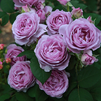 Red Juice Balcony Moon Season with flower buds Potted roses flower saplings Blossom All Season Flowers Big Flowers Blue Storm