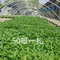 Agricultural Small Arch Shed Bracket Vegetable GRP Fiber Greenhouse Skeleton Vegetable Shed Large Arch Shed Insulation Shed Simple Arch