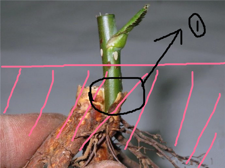 月季嫁接点，是在土壤上面还是埋起来？16