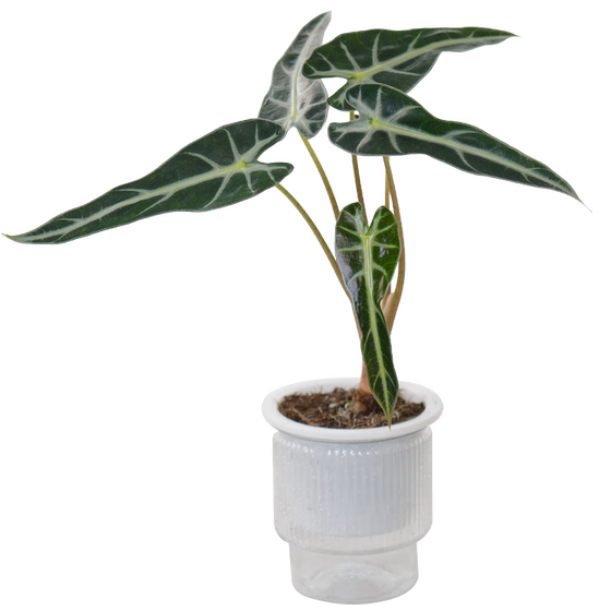 
Little fairy acacia black leaf Guanyin lotus desktop radiation-proof potted green plants indoors to nourish flower and leaf internet celebrity plants
