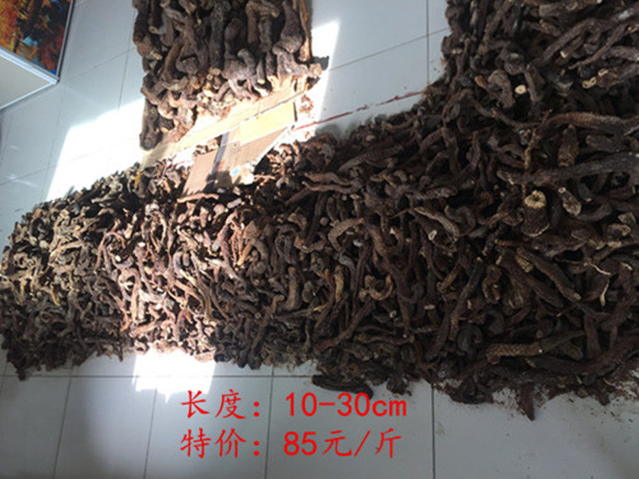 () Inner Mongolia specialty Alashan Circle 10 - 30cm