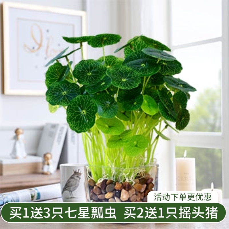 Nordic ceramic flower Copper money grass Office simulation green plants Living room interior ornaments Decorative vase potted plants