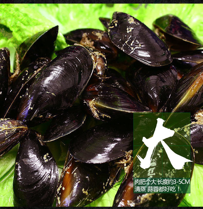 星渔 大号鲜活淡菜海虹 5斤 图5