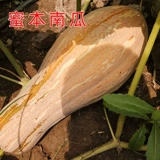 Семена семян тыквы с пчелой тыквой саея семя