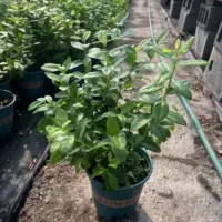 Саженец черники F6 в горшке [горшок 1,5 галлона] 1 растение (высота растения 40-60 см)