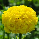 Южная Африка Wanshou chrysanthemum Семена четыре сезона Элеи