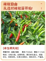 (Essential Garden) Одиночный перец саженцы 6 деревьев