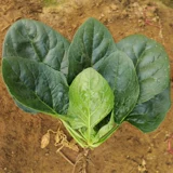 Полная коллекция семян озимых овощей, семян шпината и рапса, пригодных для посадки осенью и зимой в октябре.