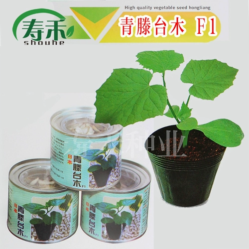 Японские мощные огурцы для гурманов Специальные семян семян семян семян и корней.