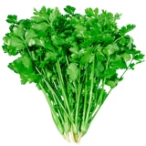 老品种冬季大叶香菜种子种籽根苗芫荽菜苗蔬菜孑菜籽籽种秋冬四季