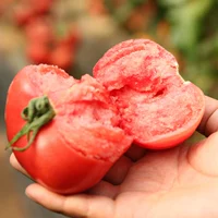 Розовые короны саженцы помидоров 6 деревьев