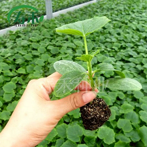 Японские мощные огурцы для гурманов Специальные семян семян семян семян и корней.