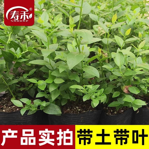 Саженцы черники l29, саженцы плодовых деревьев черники, растения в горшках со мхом, посаженные на юге, семена, посаженные на севере, саженцы f6, очень большие саженцы