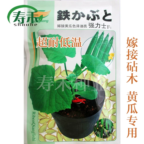 Японские мощные огурцы для гурманов Специальные семян семян семян семян и корней.