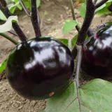 Семена баклажанов круглые, рассада овощей, рассада овощей, южная крупная рассада овощных баклажанов, четырехсезонная рассада риса, комплектная рассада, рассада баклажанов