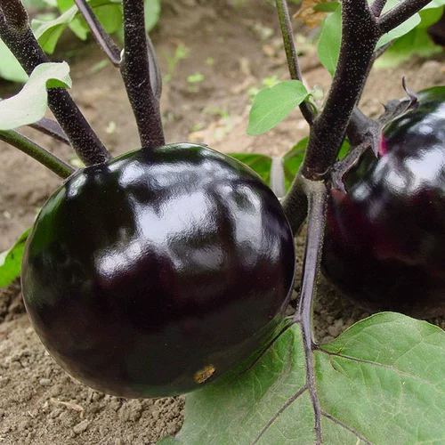 Семена баклажанов круглые, рассада овощей, рассада овощей, южная крупная рассада овощных баклажанов, четырехсезонная рассада риса, комплектная рассада, рассада баклажанов