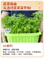 (Маленький овощный сад) 10 маленьких саженцев петрушки