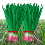 Семена пурпурного корня.